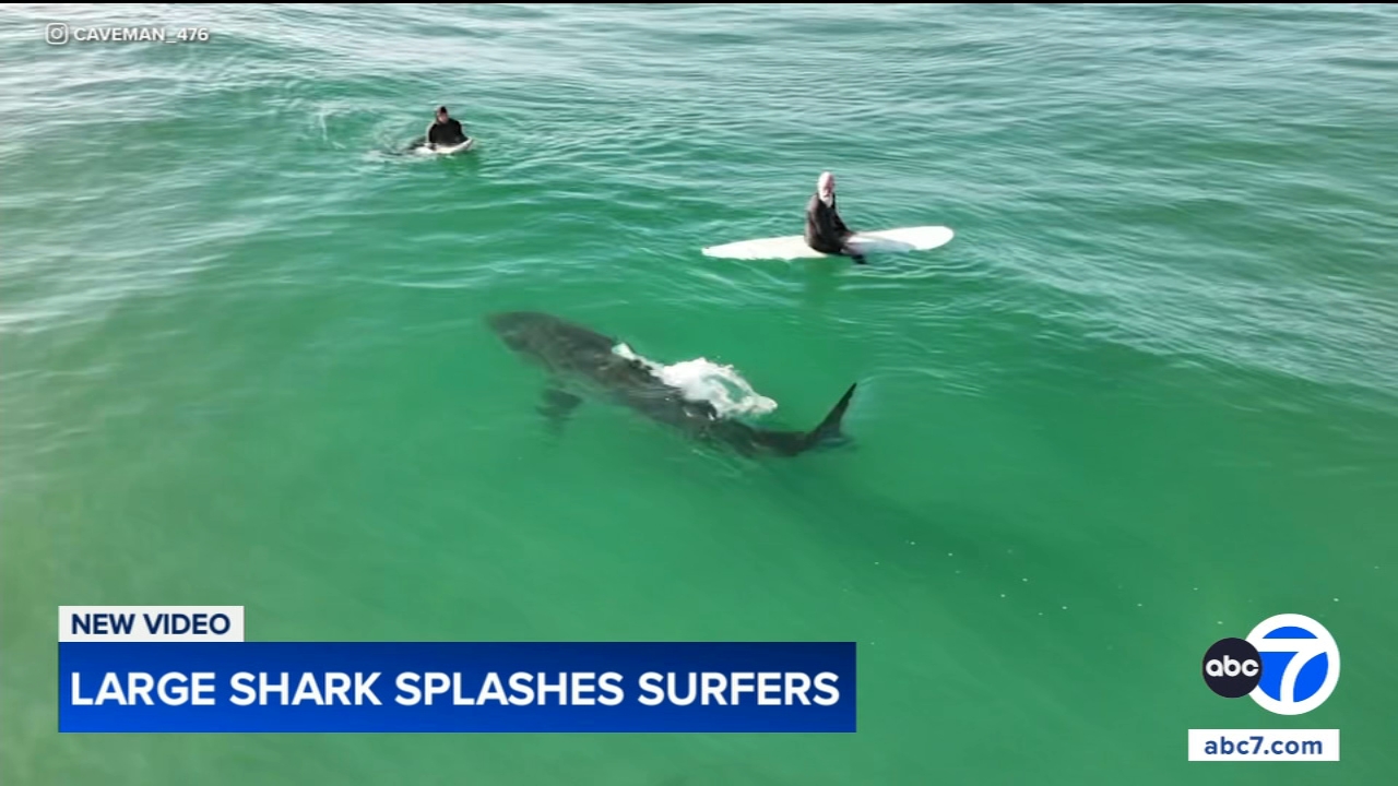 Shark swims near surfers, splashes one with its tail in close encounter off California coast, video shows
— Tinley Park Sports news