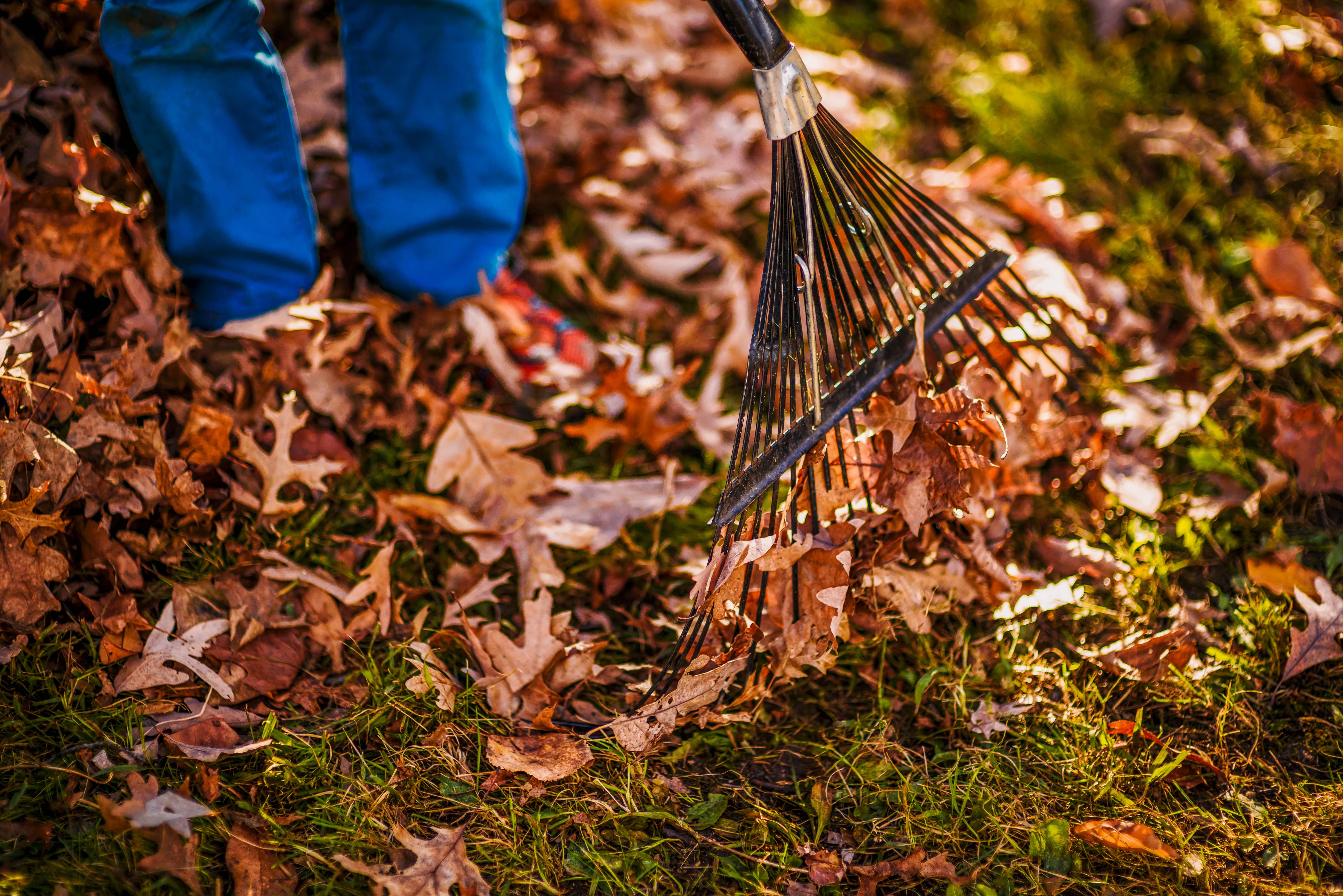 Wheaton reminds residents to prepare leaves for curbside collection — Shaw Local News Network