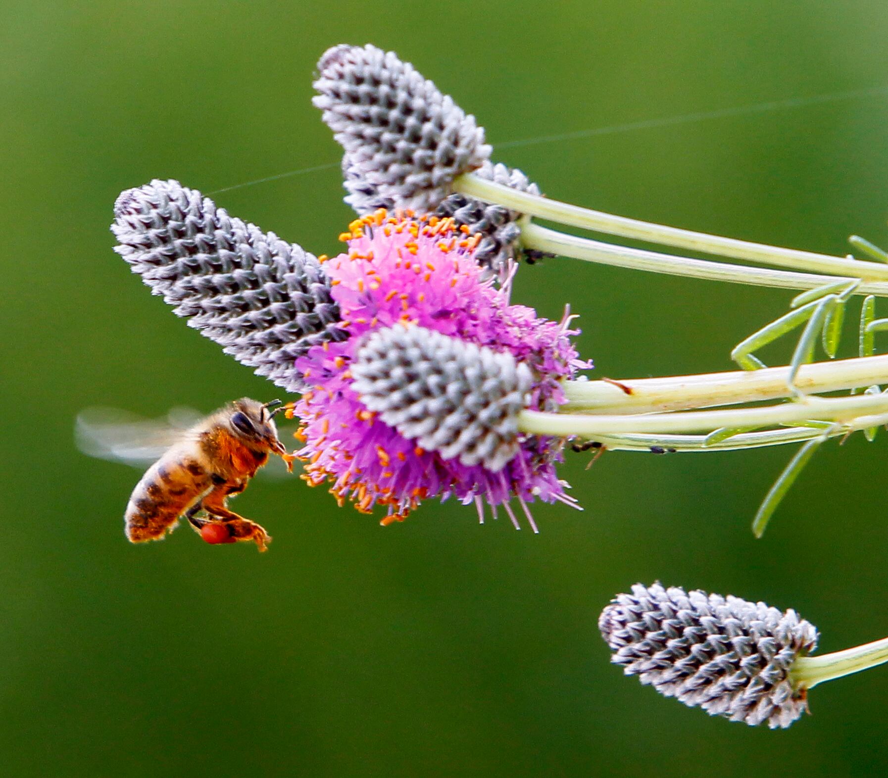 The sweet life: Stings don’t deter interest in beekeeping — Shaw Local News Network